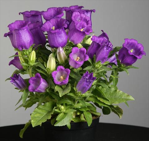 Foto de variedad de flores para ser usadas como: Maceta y planta de temporada Campanula medium Appeal Deep Blue