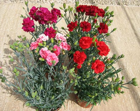Foto de variedad de flores para ser usadas como: Maceta y planta de temporada Dianthus caryophyllus CanCan F1 Cocktail Party Mix