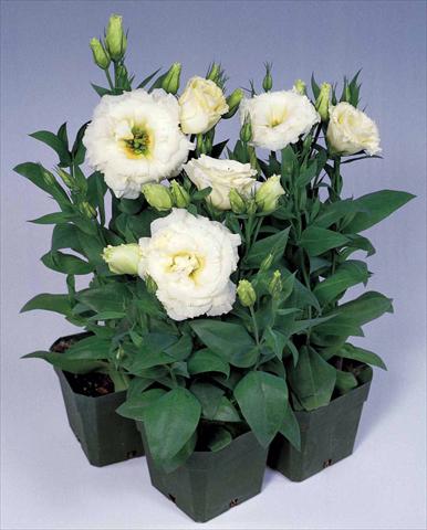 Foto de variedad de flores para ser usadas como: Maceta y planta de temporada Lisianthus (Eustoma rusellianum) Matador White