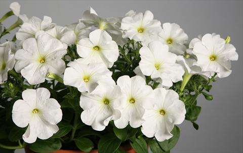 Foto de variedad de flores para ser usadas como: Maceta, patio, Tarrina de colgar Petunia Explorer Clear White