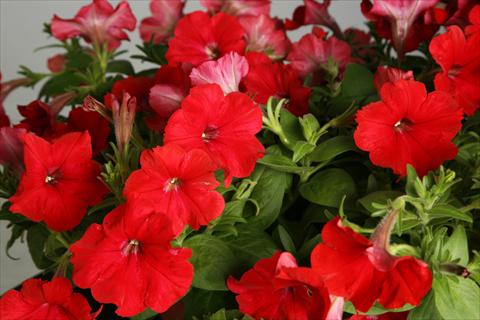 Foto de variedad de flores para ser usadas como: Maceta, patio, Tarrina de colgar Petunia Explorer Scarlet