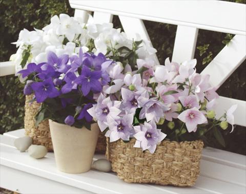 Foto de variedad de flores para ser usadas como: Maceta, planta de temporada, patio Platycodon Astra Mixture