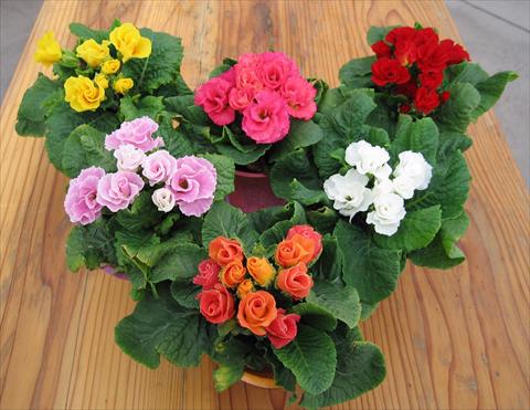 Foto de variedad de flores para ser usadas como: Maceta y planta de temporada Primula acaulis, veris, vulgaris Rosanna
