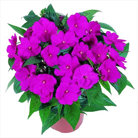 Foto de variedad de flores para ser usadas como: Maceta o cesta de trasplante Impatiens N. Guinea RED FOX Petticoat Hot Rose