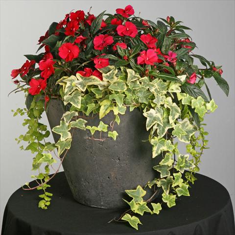 Foto de variedad de flores para ser usadas como: Maceta y planta de temporada Impatiens hybrida SunPatiens® Compact Spreading Carmine Red