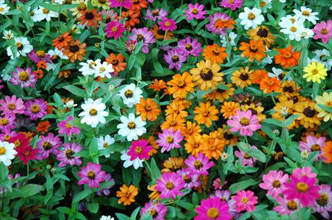 Foto de variedad de flores para ser usadas como: Maceta y planta de temporada Zinnia interspecifica Profusion
