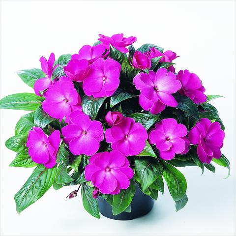 Foto de variedad de flores para ser usadas como: Maceta o cesta de trasplante Impatiens N. Guinea RED FOX Petticoat Pink Charme
