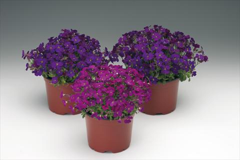 Foto de variedad de flores para ser usadas como: Planta de temporada / borde del macizo Aubrieta hybrida Audrey™ F1 Red Purple Mix