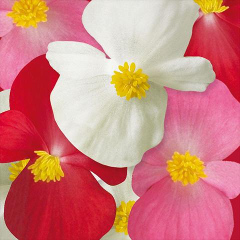 Foto de variedad de flores para ser usadas como: Planta de temporada / borde del macizo Begonia semperflorens Ascot F1 Complete Mix