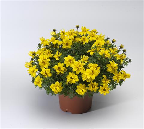 Foto de variedad de flores para ser usadas como: Maceta, patio, Tarrina de colgar Bidens ferulifolia Solaire® Double Compact