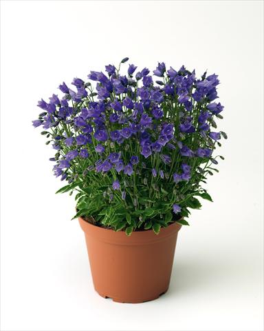 Foto de variedad de flores para ser usadas como: Planta de temporada / borde del macizo Campanula cochleariifolia Swinging Bells Blue