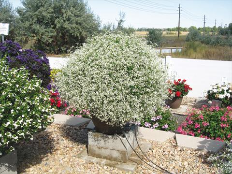Foto de variedad de flores para ser usadas como: Planta de temporada / borde del macizo Euphorbia hypericifolia Euphoric White