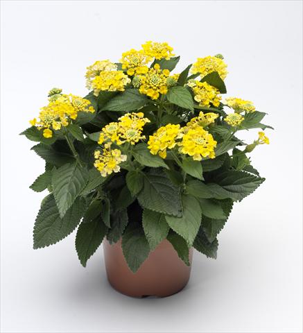 Foto de variedad de flores para ser usadas como: Maceta y planta de temporada Lantana camara Bandana® Yellow