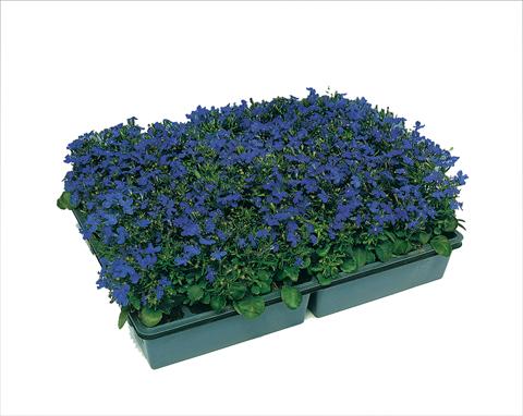 Foto de variedad de flores para ser usadas como: Maceta, patio, Tarrina de colgar Lobelia erinus Moon Blue