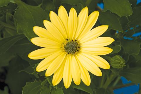 Foto de variedad de flores para ser usadas como: Maceta y planta de temporada Osteospermum ecklonis Tradewinds® Yellow