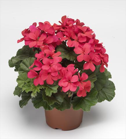 Foto de variedad de flores para ser usadas como: Patio, Maceta Pelargonium hybrid Dark Caliente® Hot Coral