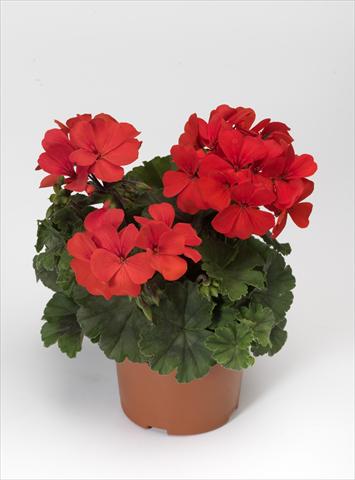 Foto de variedad de flores para ser usadas como: Patio, Maceta Pelargonium hybrid Dark Caliente® Orange