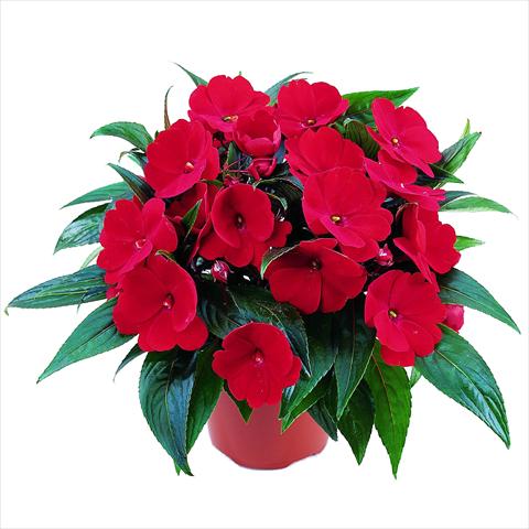 Foto de variedad de flores para ser usadas como: Maceta y planta de temporada Impatiens N. Guinea RED FOX Sweetie Fire