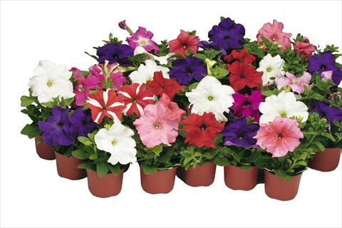 Foto de variedad de flores para ser usadas como: Maceta y planta de temporada Petunia grandiflora Bravo® Formula Mix