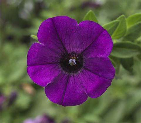 Foto de variedad de flores para ser usadas como: Maceta, patio, Tarrina de colgar Petunia hybrida Sanguna® Mini Blue
