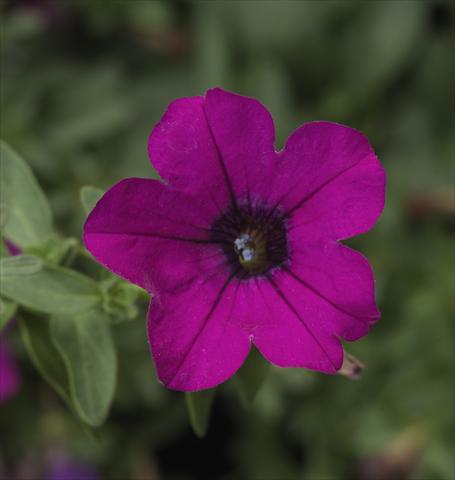 Foto de variedad de flores para ser usadas como: Maceta, patio, Tarrina de colgar Petunia hybrida Sanguna® Mini Purple