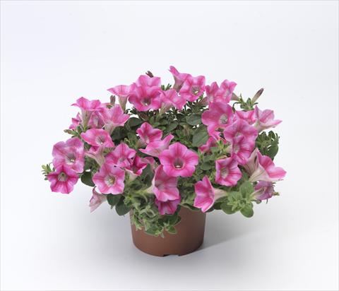 Foto de variedad de flores para ser usadas como: Maceta, patio, Tarrina de colgar Petunia hybrida Whispers® Rose Star