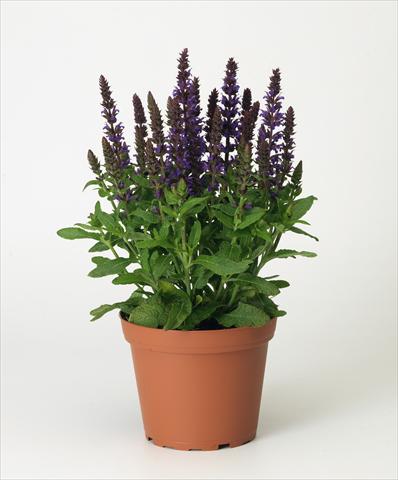 Foto de variedad de flores para ser usadas como: Maceta y planta de temporada Salvia x superba Merleau® Blue compact