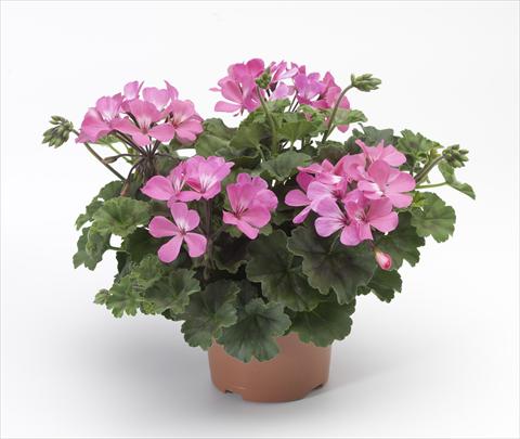 Foto de variedad de flores para ser usadas como: Patio, Maceta Pelargonium hybrid Dark Caliente® Pink