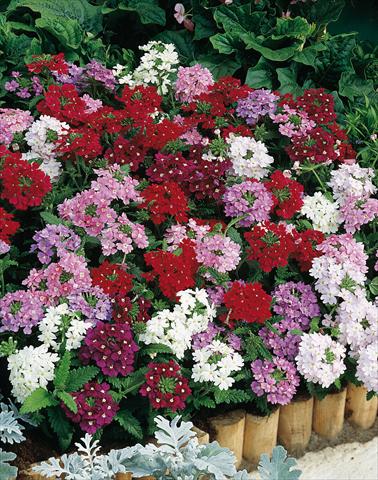 Foto de variedad de flores para ser usadas como: Maceta, patio, Tarrina de colgar Verbena hybrida Obsession® Formula Mix