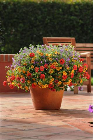 Foto de variedad de flores para ser usadas como: Maceta, patio, Tarrina de colgar 3 Combo Trixi® Ayers Rock