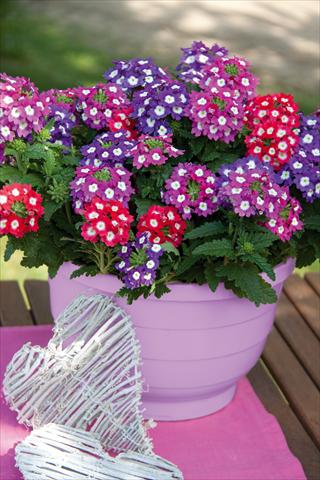 Foto de variedad de flores para ser usadas como: Maceta, patio, Tarrina de colgar 3 Combo Trixi® Big Eye
