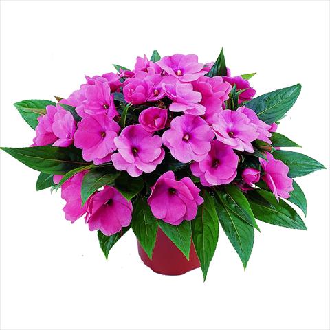 Foto de variedad de flores para ser usadas como: Maceta y planta de temporada Impatiens N. Guinea RED FOX Sweetie Pink