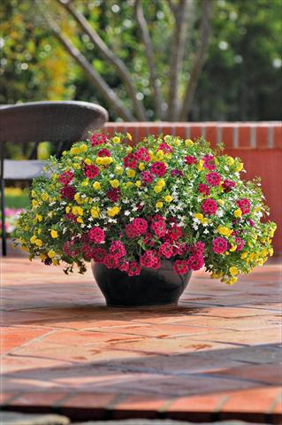 Foto de variedad de flores para ser usadas como: Maceta, patio, Tarrina de colgar 3 Combo Trixi® Double Delight