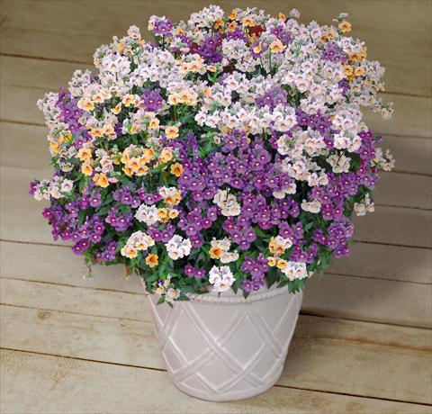 Foto de variedad de flores para ser usadas como: Maceta, patio, Tarrina de colgar 3 Combo Trixi® Fairy Tale