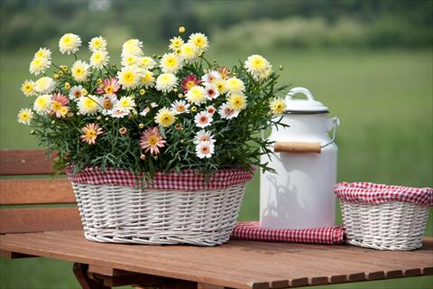 Foto de variedad de flores para ser usadas como: Patio, Maceta 3 Combo Trixi® Summer Field