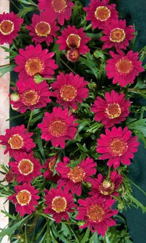 Foto de variedad de flores para ser usadas como: Maceta o Tarrina de colgar Argyranthemum LaRita® Dark Pink