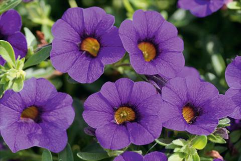 Foto de variedad de flores para ser usadas como: Maceta, patio, Tarrina de colgar Calibrachoa MiniFamous® Compact Blue
