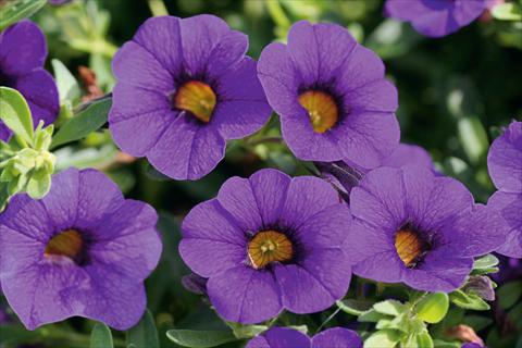 Foto de variedad de flores para ser usadas como: Maceta, patio, Tarrina de colgar Calibrachoa MiniFamous® Compact Dark Blue