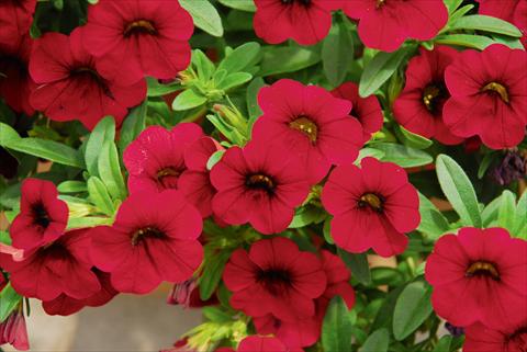 Foto de variedad de flores para ser usadas como: Maceta, patio, Tarrina de colgar Calibrachoa MiniFamous® Compact Dark Red