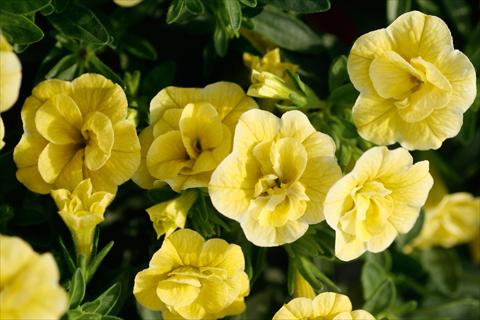 Foto de variedad de flores para ser usadas como: Maceta, patio, Tarrina de colgar Calibrachoa MiniFamous® Double Lemon