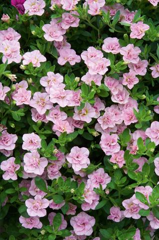 Foto de variedad de flores para ser usadas como: Maceta, patio, Tarrina de colgar Calibrachoa MiniFamous® Double Pink Blush evol
