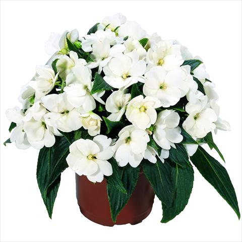Foto de variedad de flores para ser usadas como: Maceta y planta de temporada Impatiens N. Guinea RED FOX Sweetie White