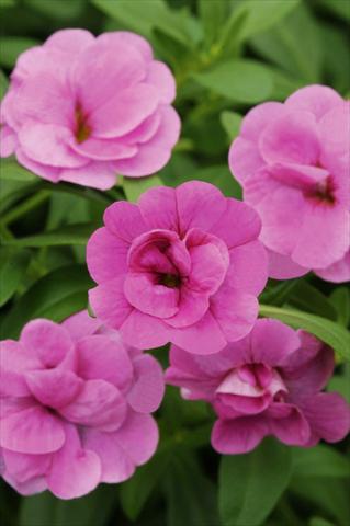 Foto de variedad de flores para ser usadas como: Maceta, patio, Tarrina de colgar Calibrachoa MiniFamous® Double Pink