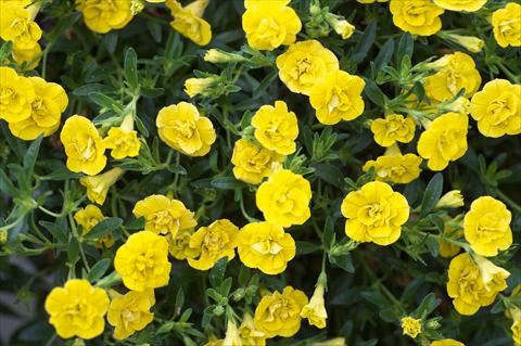 Foto de variedad de flores para ser usadas como: Maceta, patio, Tarrina de colgar Calibrachoa MiniFamous® Double Yellow evol