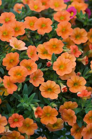Foto de variedad de flores para ser usadas como: Maceta, patio, Tarrina de colgar Calibrachoa MiniFamous® Orange evol