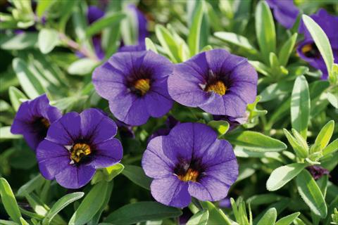 Foto de variedad de flores para ser usadas como: Maceta, patio, Tarrina de colgar Calibrachoa MiniFamous® Neo Royal Blue