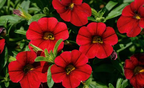 Foto de variedad de flores para ser usadas como: Maceta, patio, Tarrina de colgar Calibrachoa MiniFamous® Sangria evol