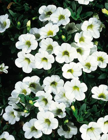 Foto de variedad de flores para ser usadas como: Maceta, patio, Tarrina de colgar Calibrachoa MiniFamous® White