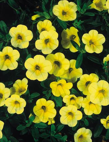 Foto de variedad de flores para ser usadas como: Maceta, patio, Tarrina de colgar Calibrachoa MiniFamous® Yellow evol
