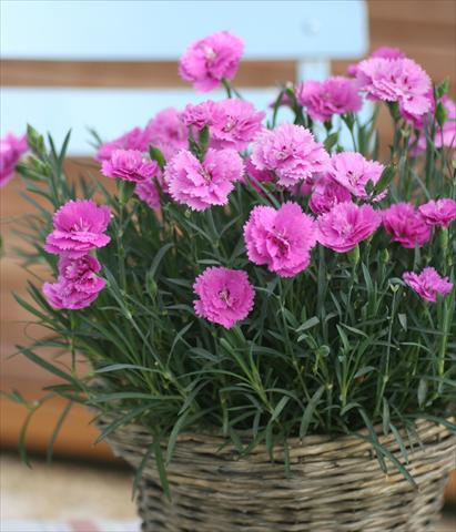 Foto de variedad de flores para ser usadas como: Maceta y planta de temporada Dianthus Diantica® Orchid